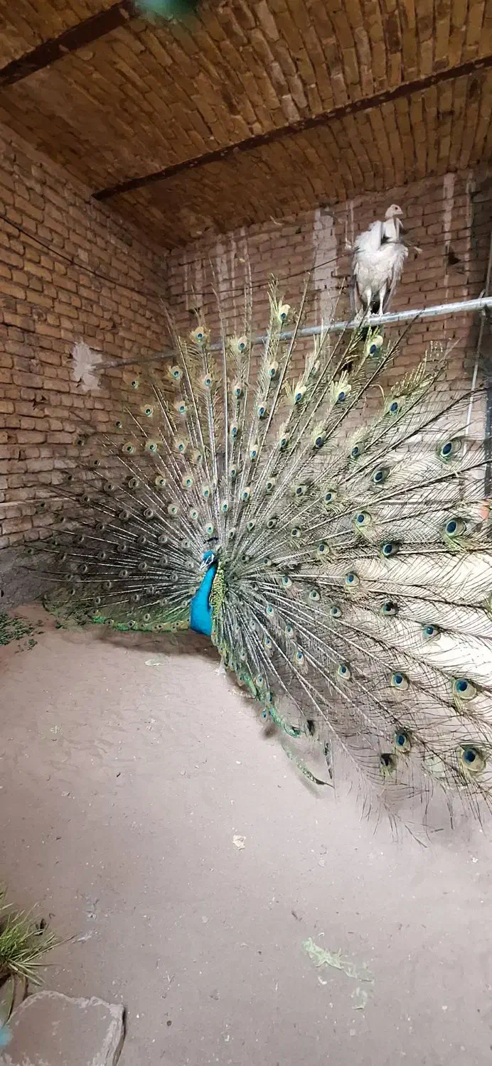 جوجه طاووس مصری|پرنده|تهران, والفجر (افسریه)|دیوار