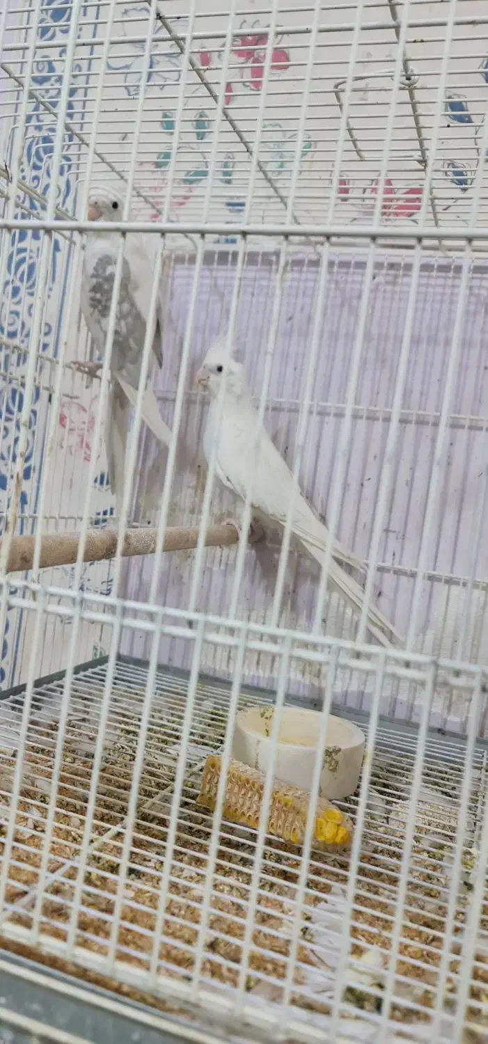 عروس هلندی مولد البینو و دوکت جفت حلقه پا|پرنده|شیراز, شهرک گلستان|دیوار