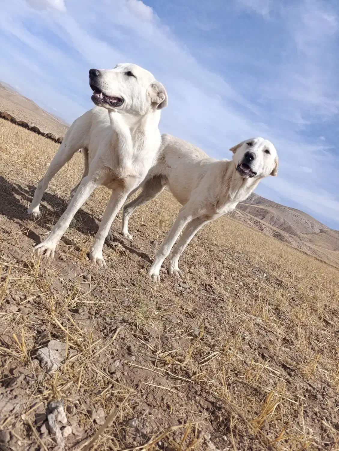 واگزاری سگ نر سرابی 7ماهه|سگ|مهربان, |دیوار