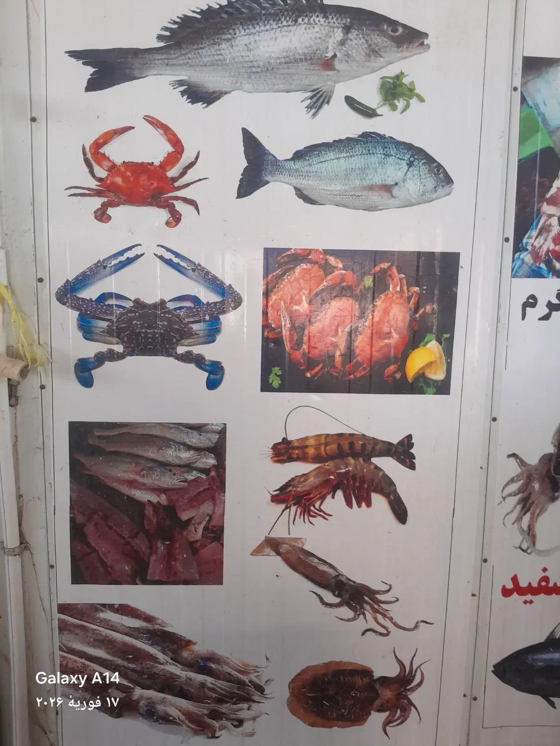 ماهی|ماهی|چترود, |دیوار