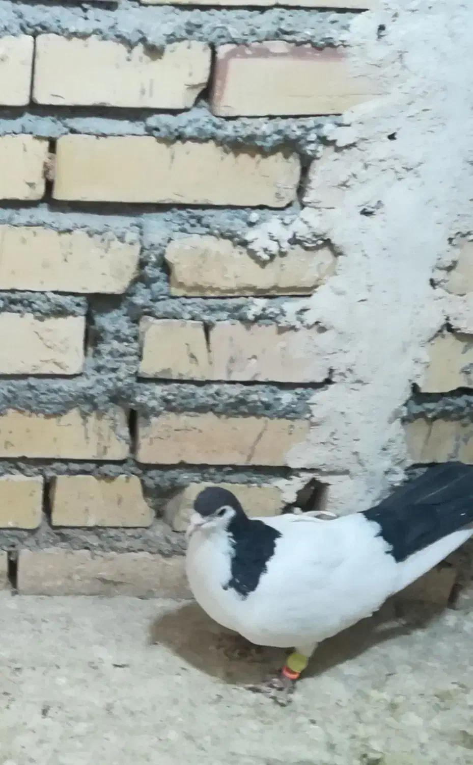 کفتر گرفتنی|پرنده|بجنورد, |دیوار