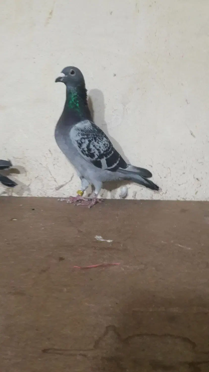 کبوتر پلاکی|پرنده|همدان, |دیوار