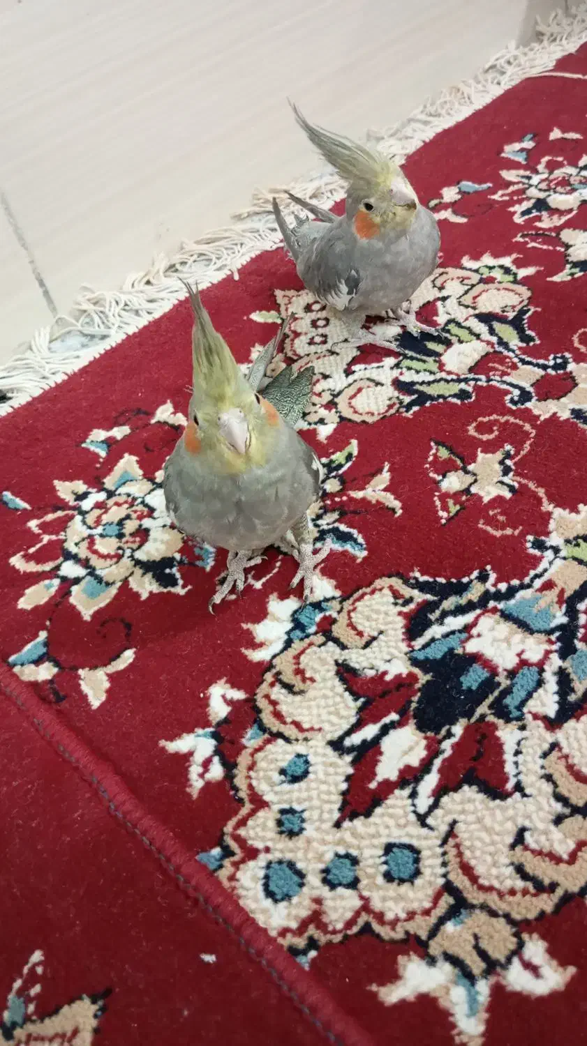 عروس هلندی|پرنده|بندر ماهشهر, |دیوار