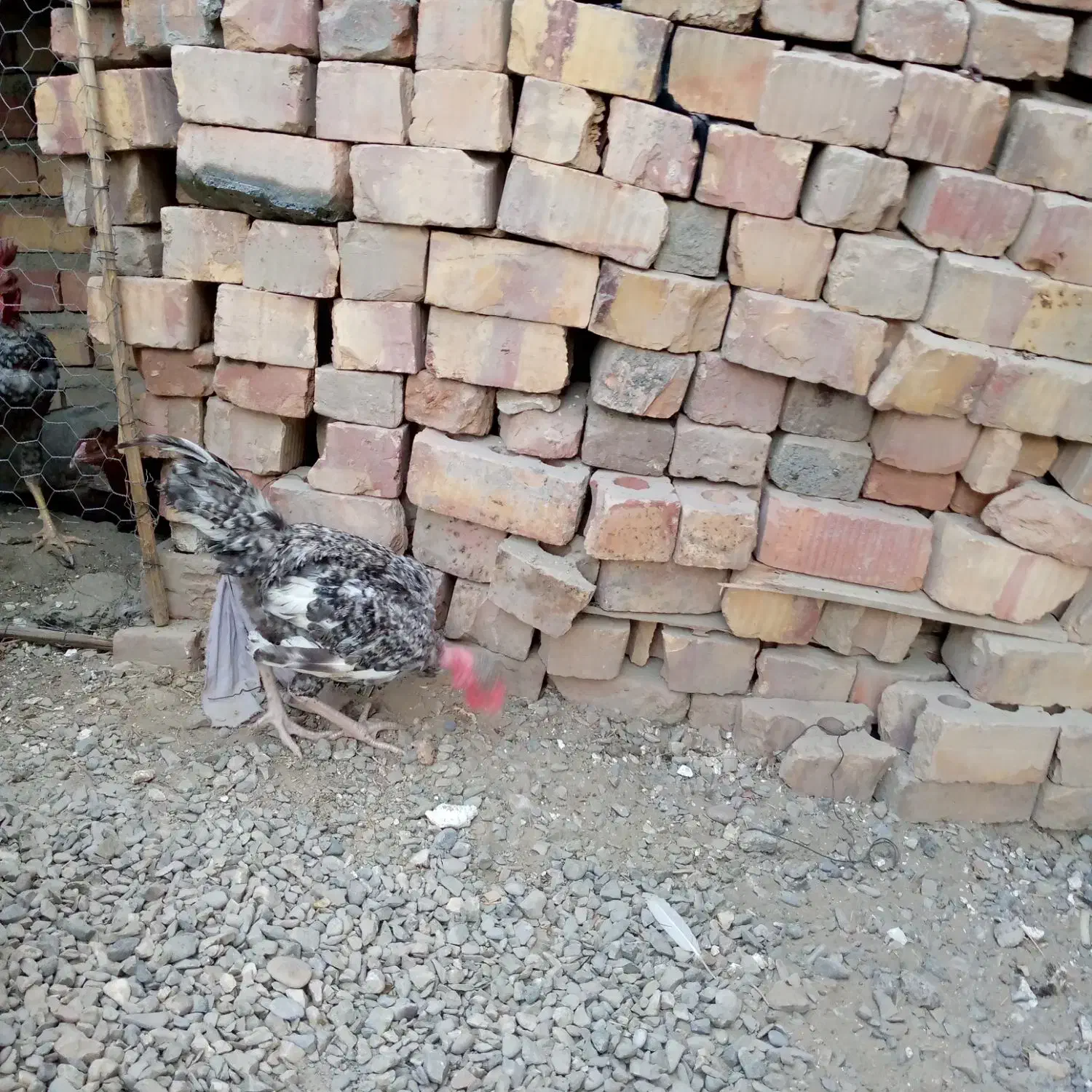 خروس گردن لخت|حیوانات مزرعه|ایرانشهر, |دیوار