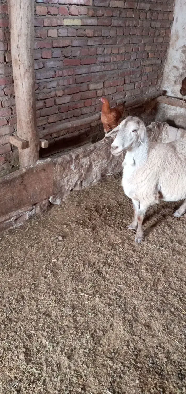 فروش گوسفند|حیوانات مزرعه|هریس, |دیوار