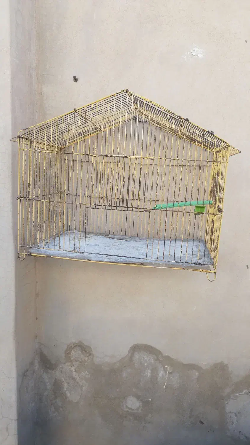 قفس پرنده|لوازم جانبی حیوانات|فردوس (خراسان), |دیوار