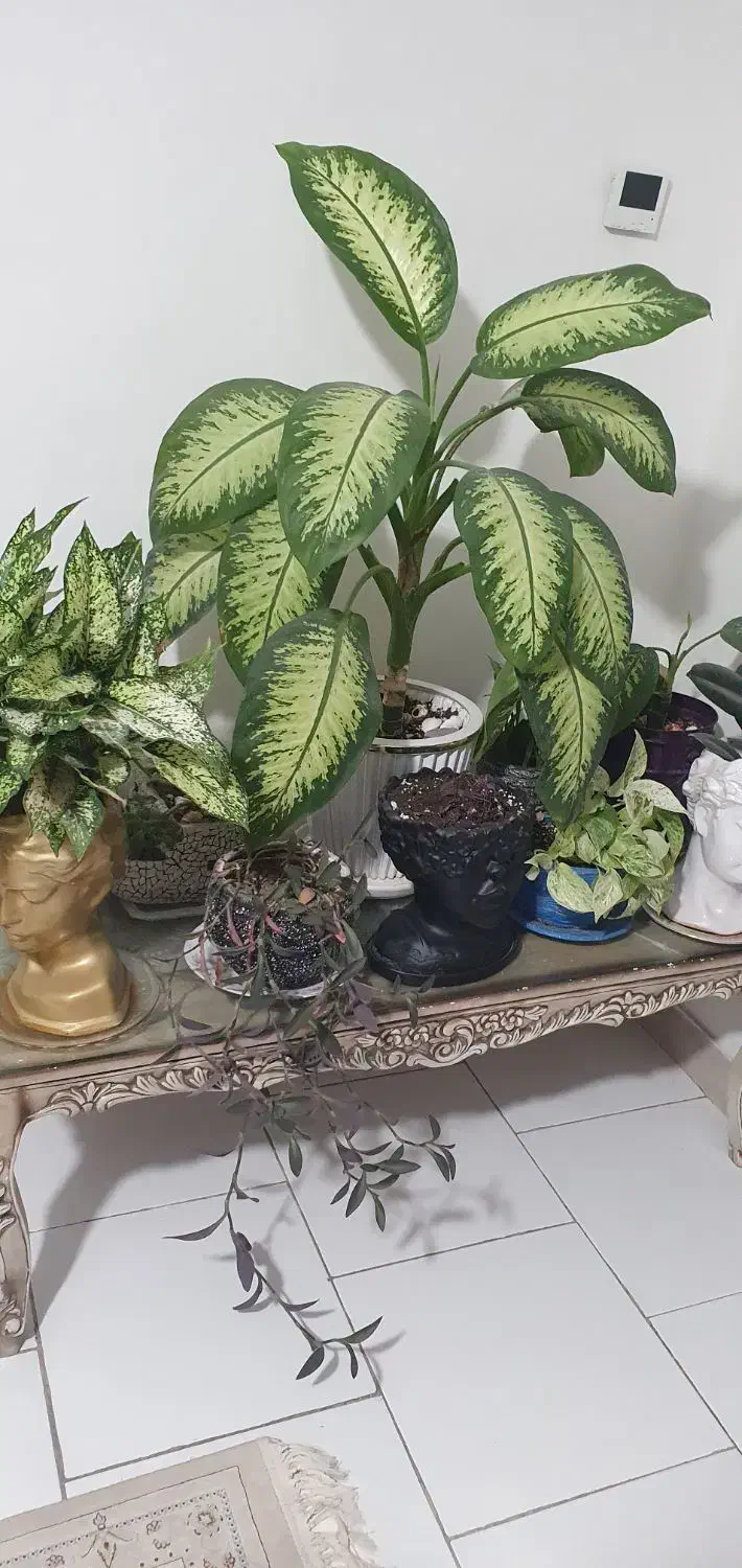 هم خونه فقط و فقط خانم کارمند یا دانشجو|اجارهٔ آپارتمان|اصفهان, حصه جنوبی|دیوار