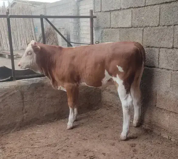 تهیه انواع گوساله های سیمینتال و هلشتاین دورگ محلی|حیوانات مزرعه|بندر ترکمن, |دیوار
