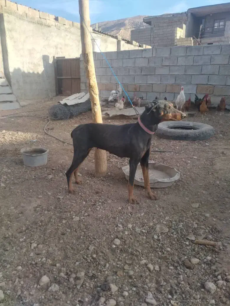 سگ دوبرمن|سگ|رونیز, |دیوار