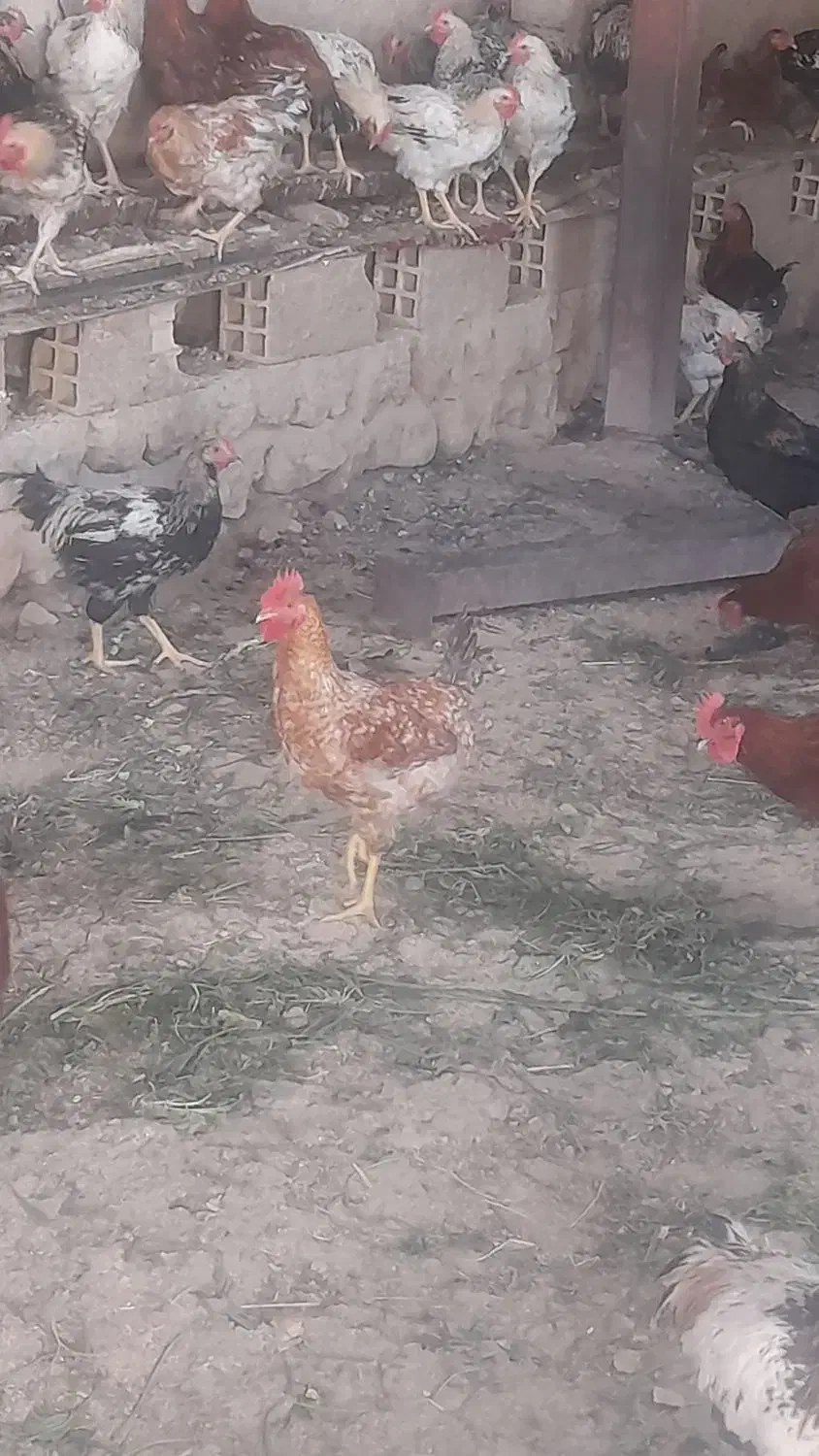 خروس|پرنده|گوآور, |دیوار