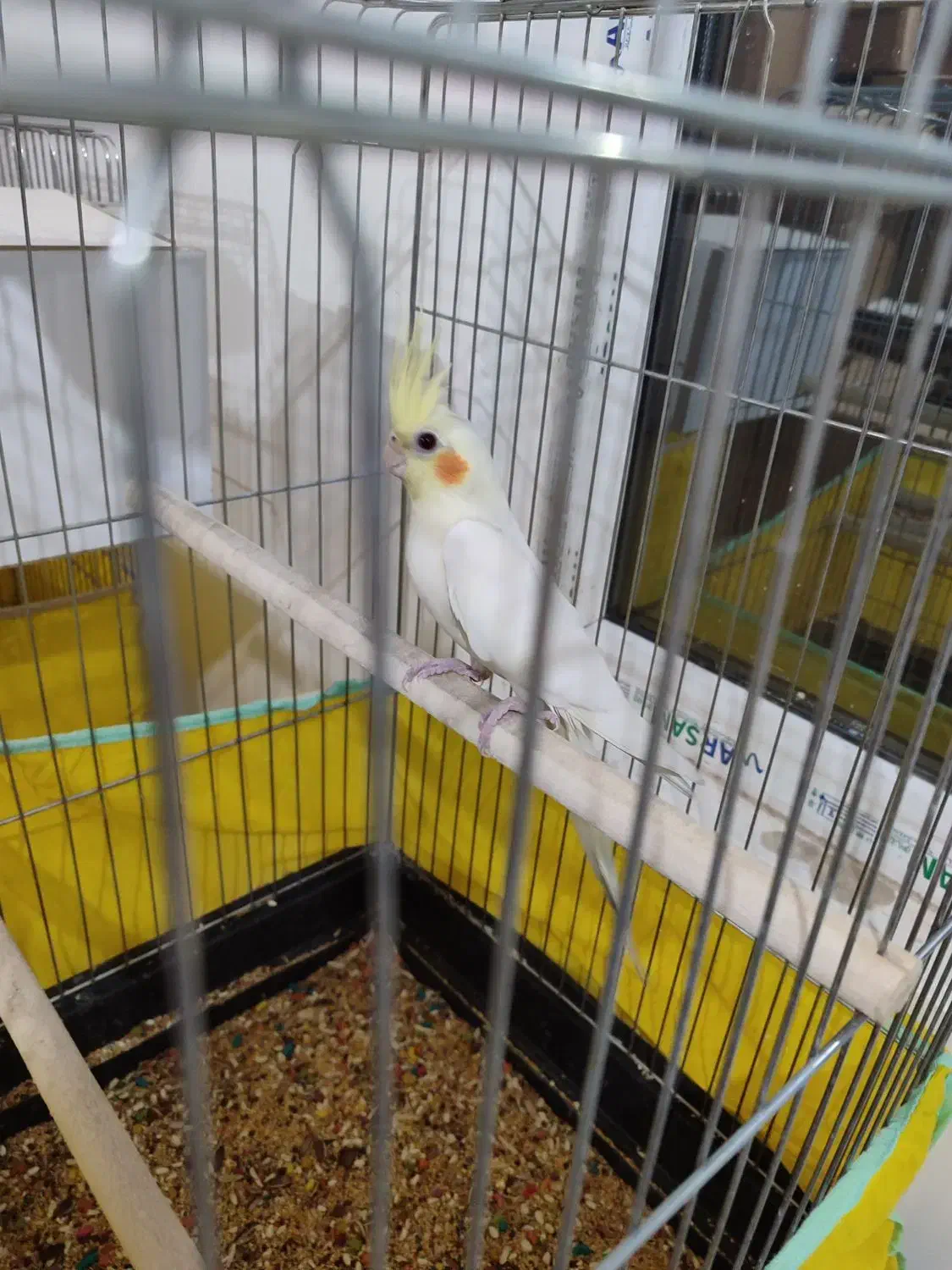 عروس هلندی دون خور|پرنده|آفتاب, |دیوار