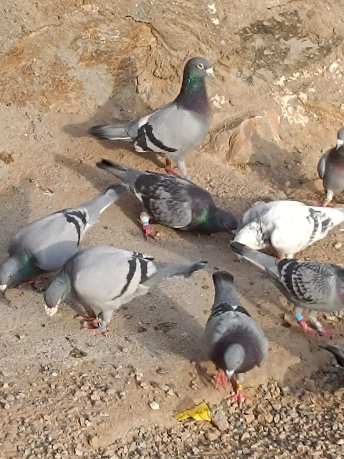 کفترمسافتی|پرنده|رضویه, |دیوار