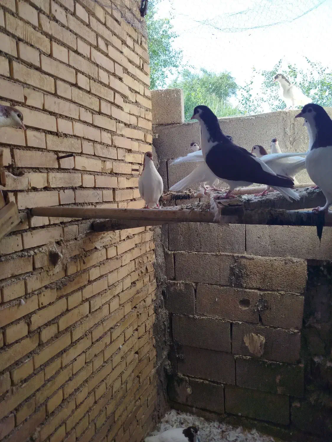 کبوتر شیرازی|پرنده|گتوند, |دیوار