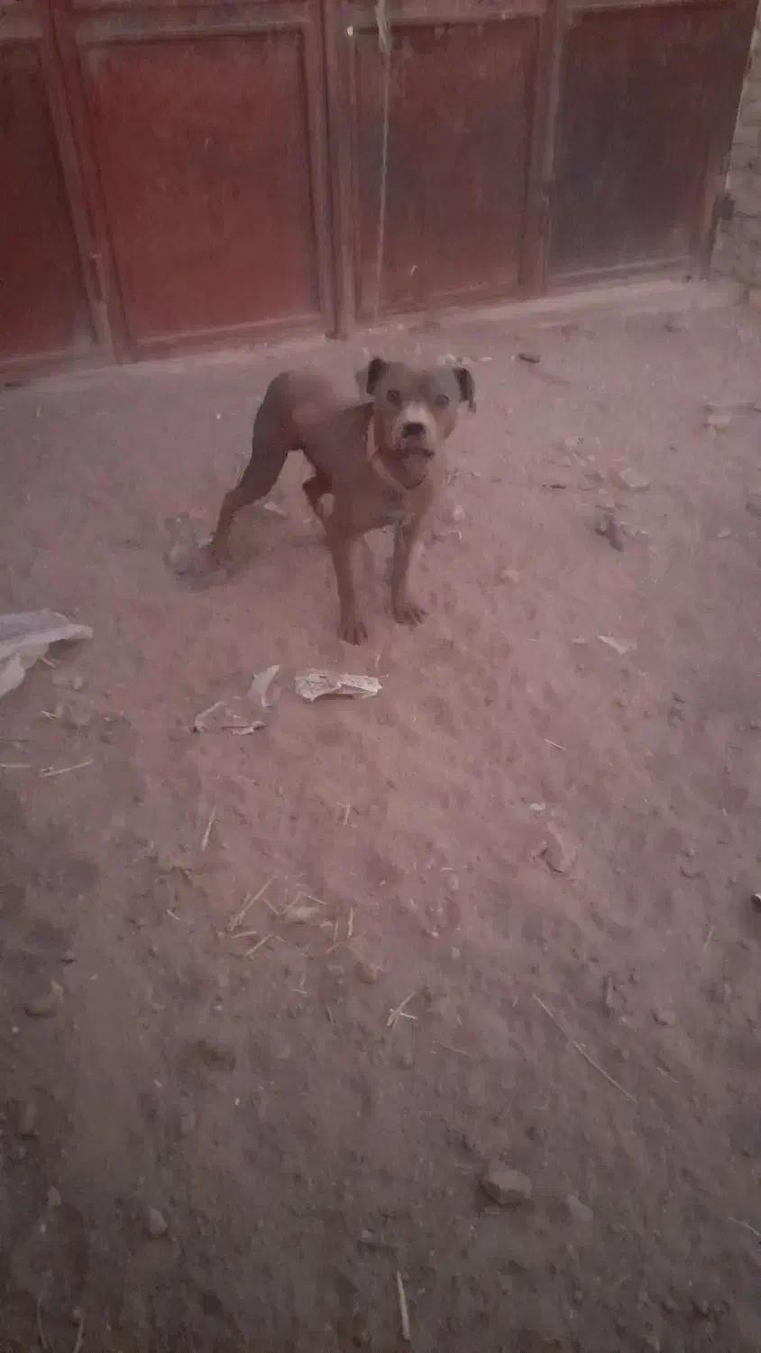 سگ پیت بول|سگ|اشکذر, |دیوار