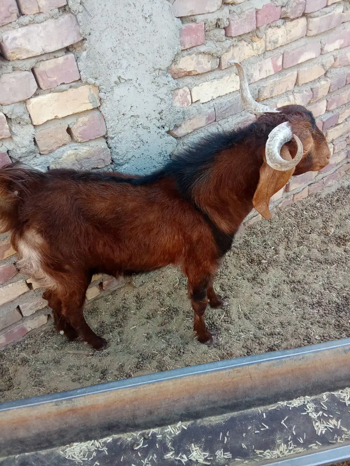 کهره نر|حیوانات مزرعه|هامون, |دیوار