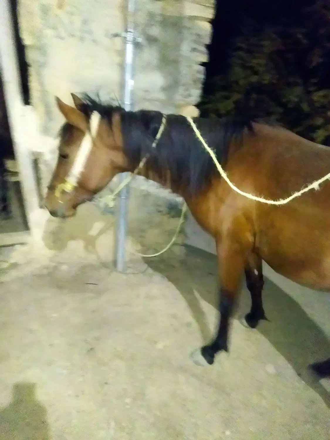 اسب نریان و قاطر نریان|اسب و تجهیزات اسبسواری|سنندج, |دیوار