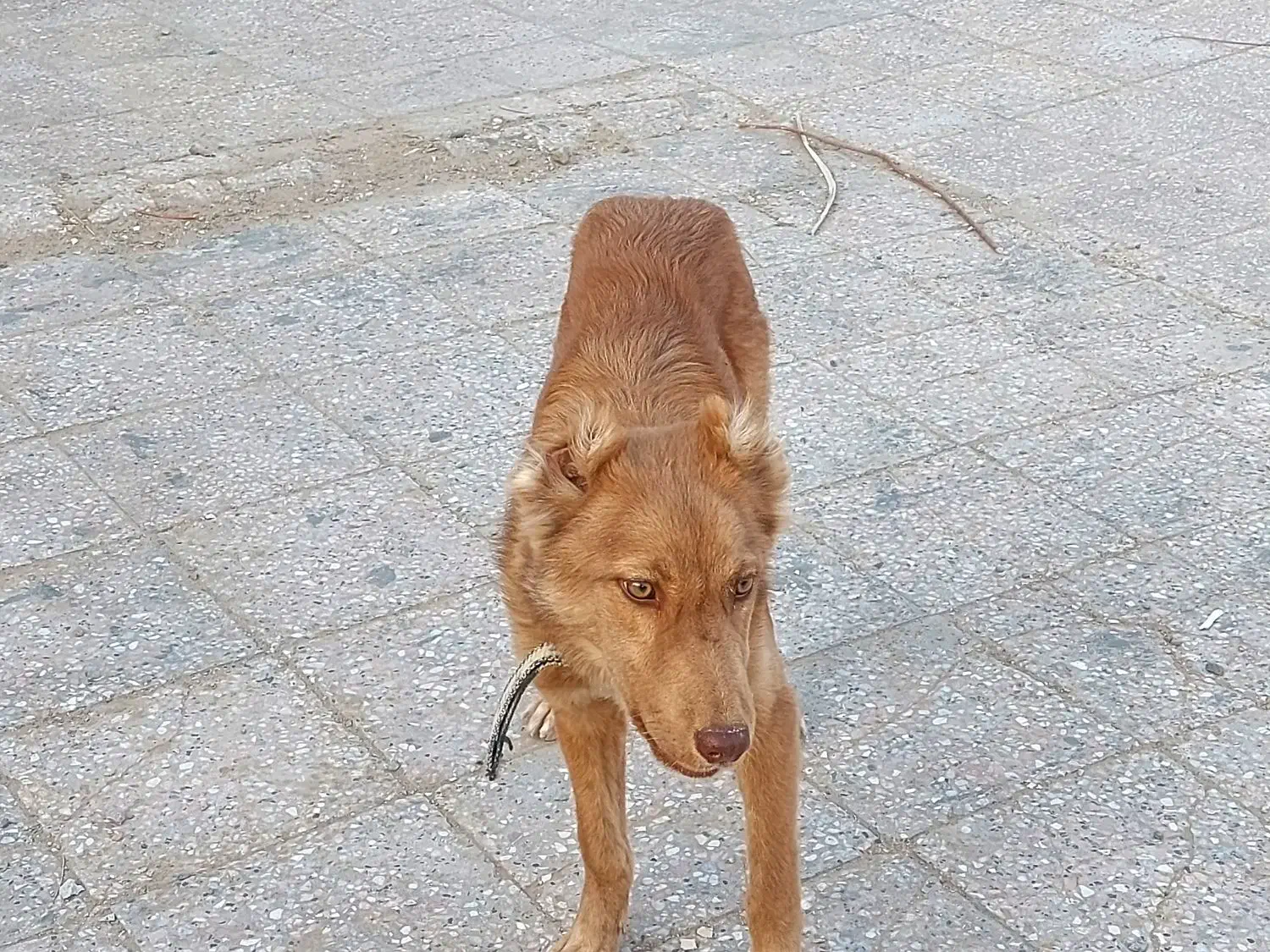 سگ سراب|سگ|زابل, |دیوار