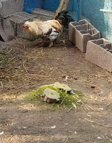 خروس محلی برای نگهداری و قربانی|حیوانات مزرعه|کوچصفهان, |دیوار