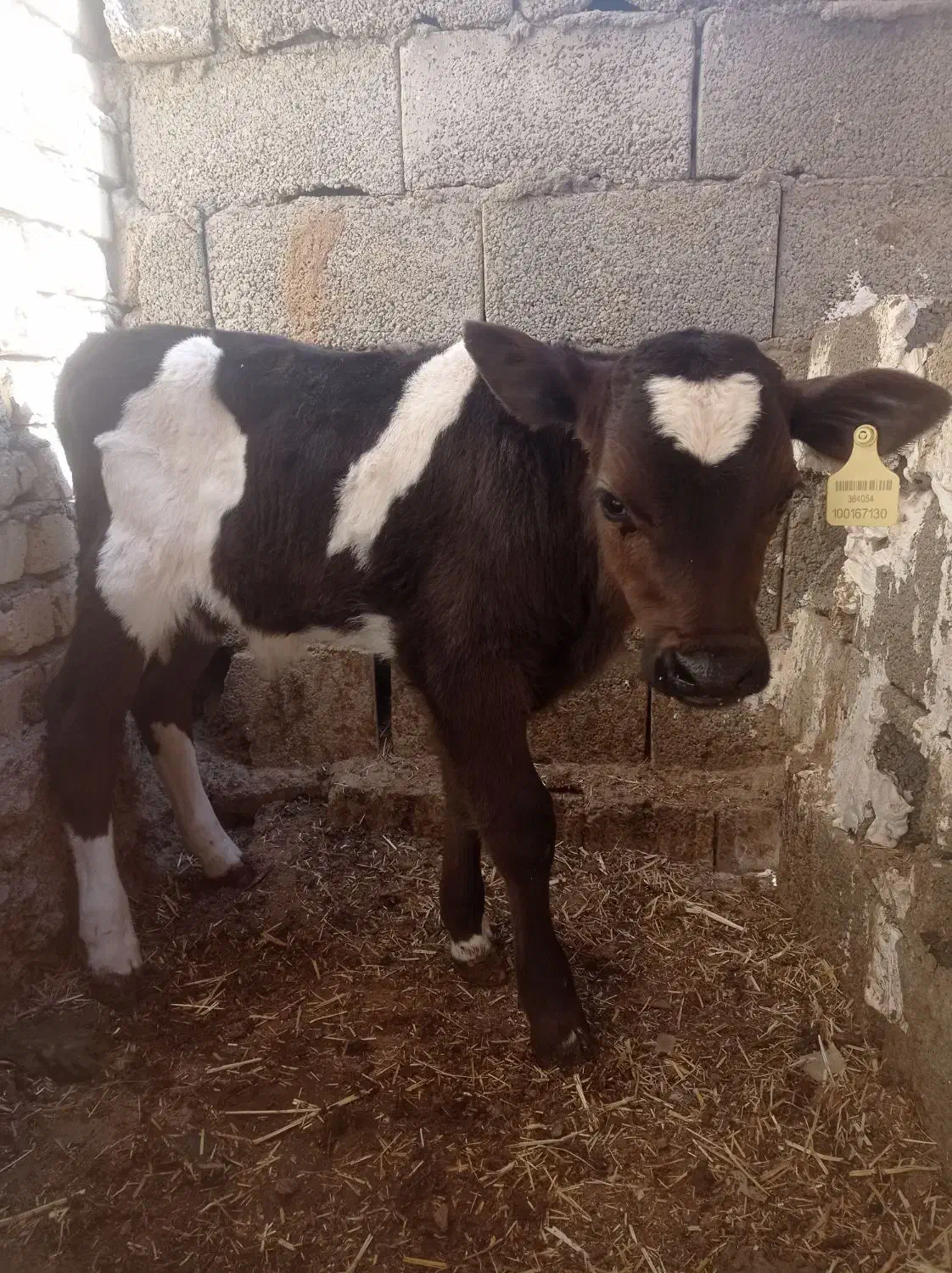 گوساله نر شیری ۲۵روزه|حیوانات مزرعه|خمینی‌شهر, |دیوار