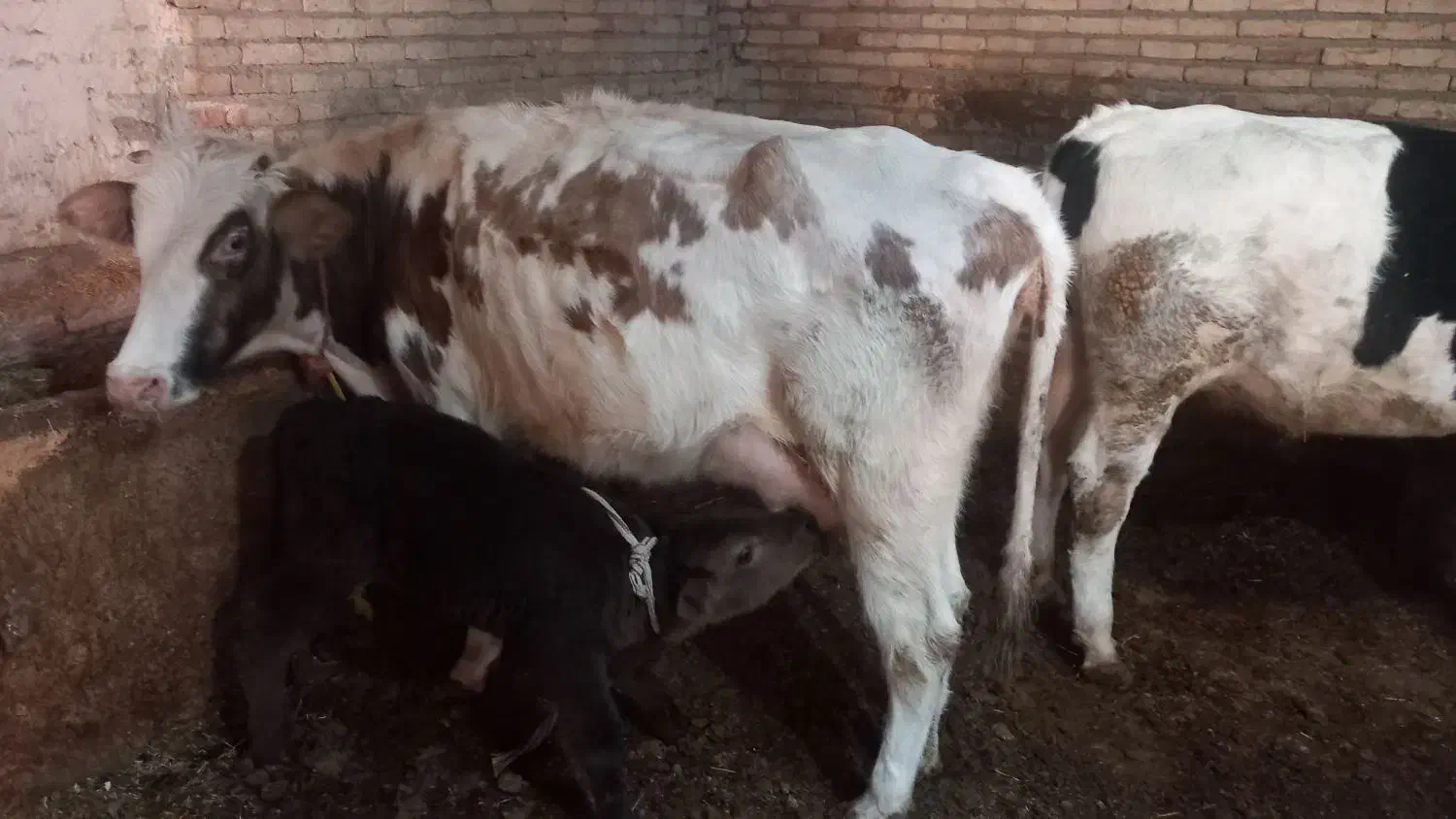 گاو شیری|حیوانات مزرعه|تبریز, |دیوار