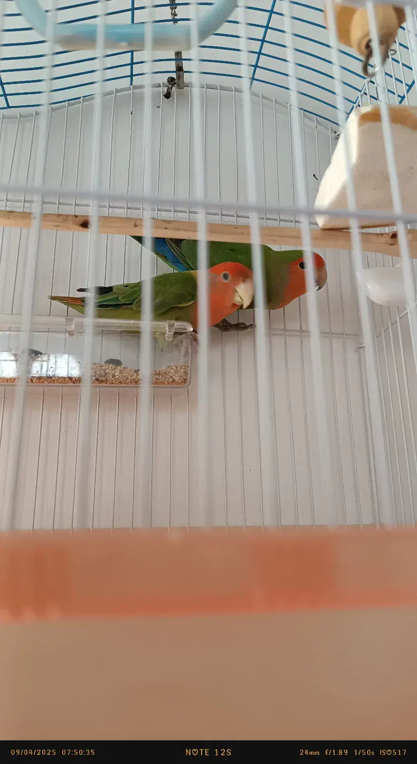 طوطی برزیلی|پرنده|جیرفت, |دیوار