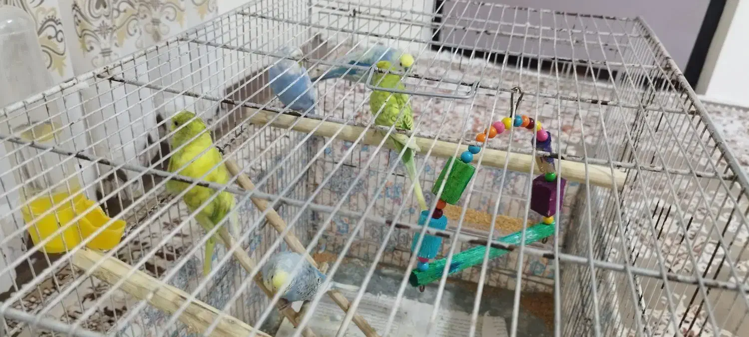 جوجه چهار ماهه|پرنده|لوندویل, |دیوار