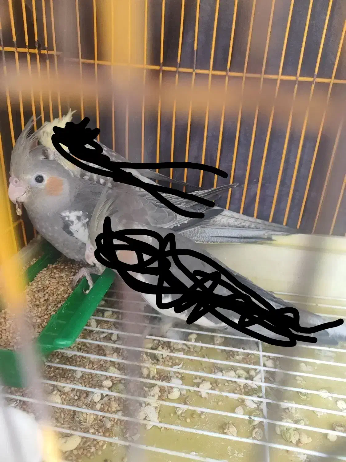 عروس هلندی|پرنده|آستانه اشرفیه, |دیوار