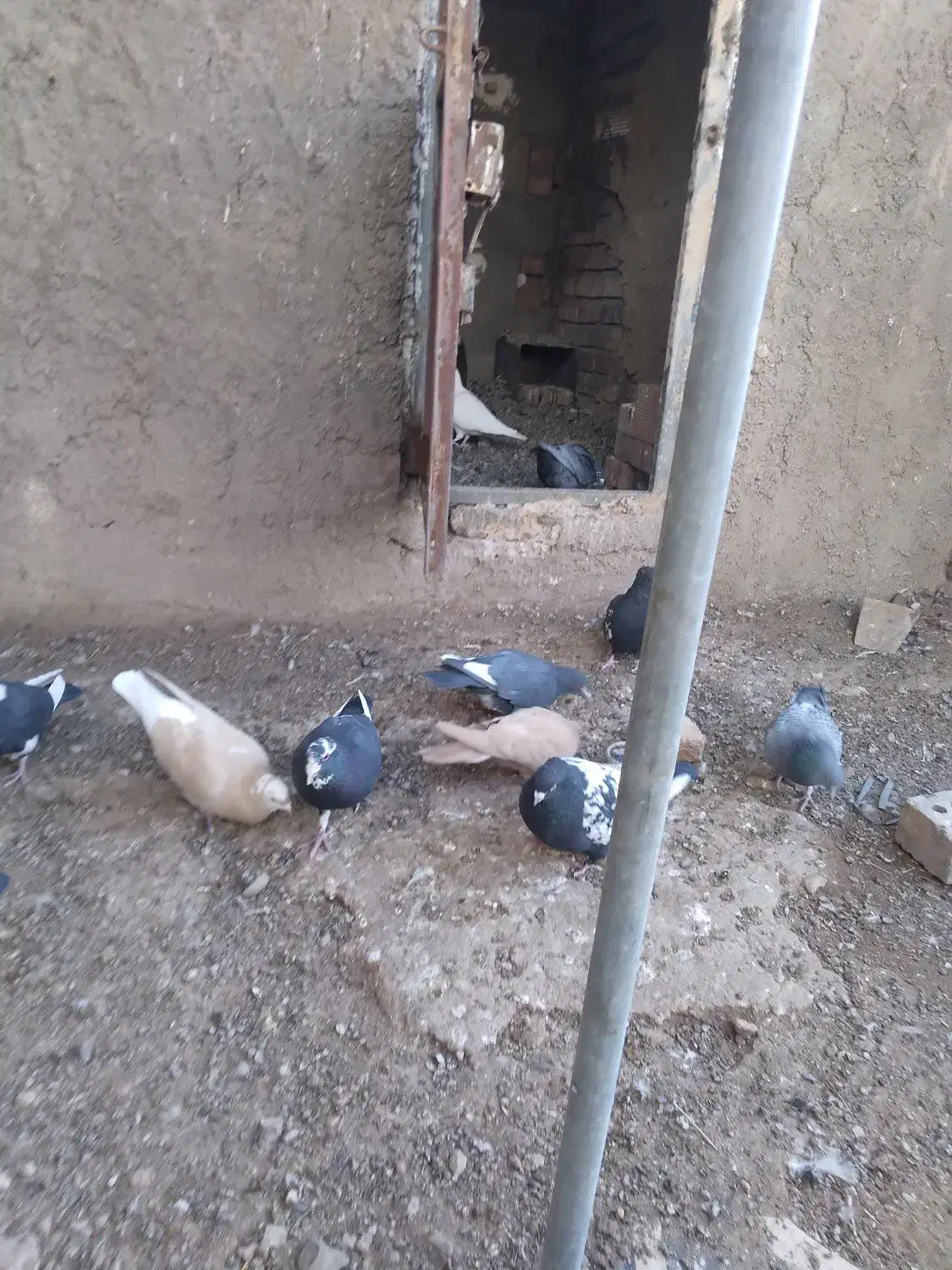 کفتر۱۵|پرنده|کرمان, |دیوار