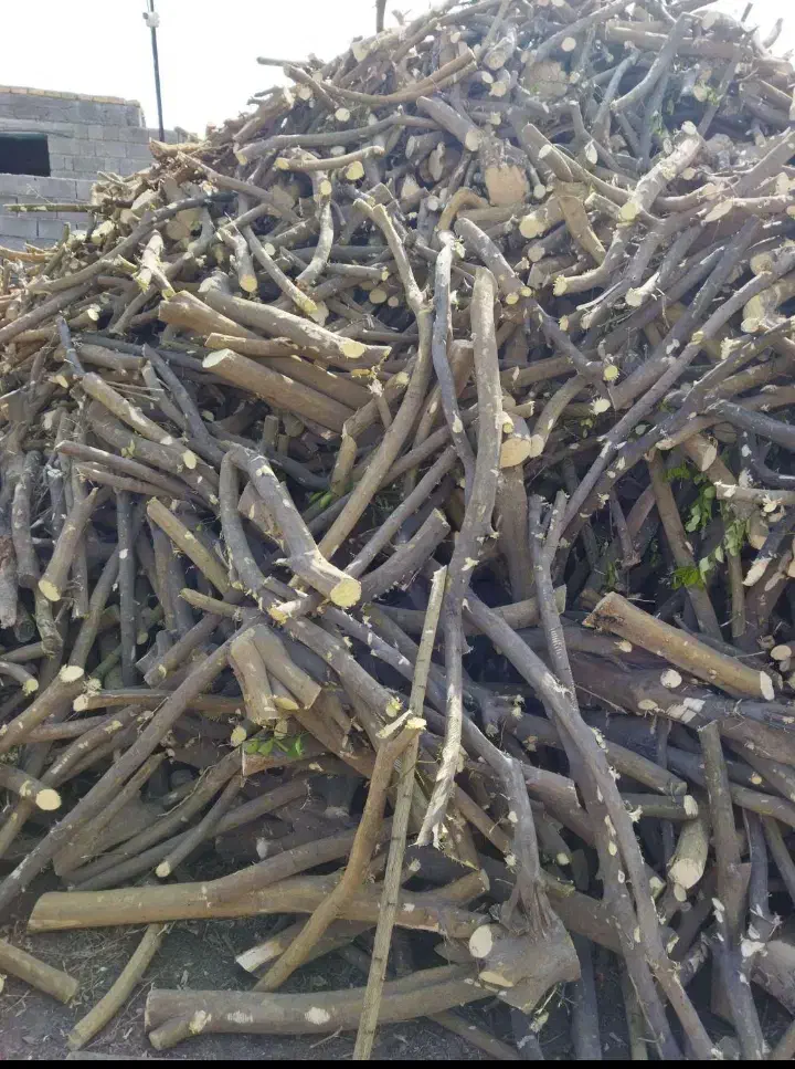 خرید و برش مرکبات|خدمات باغبانی و درختکاری|منوجان, |دیوار