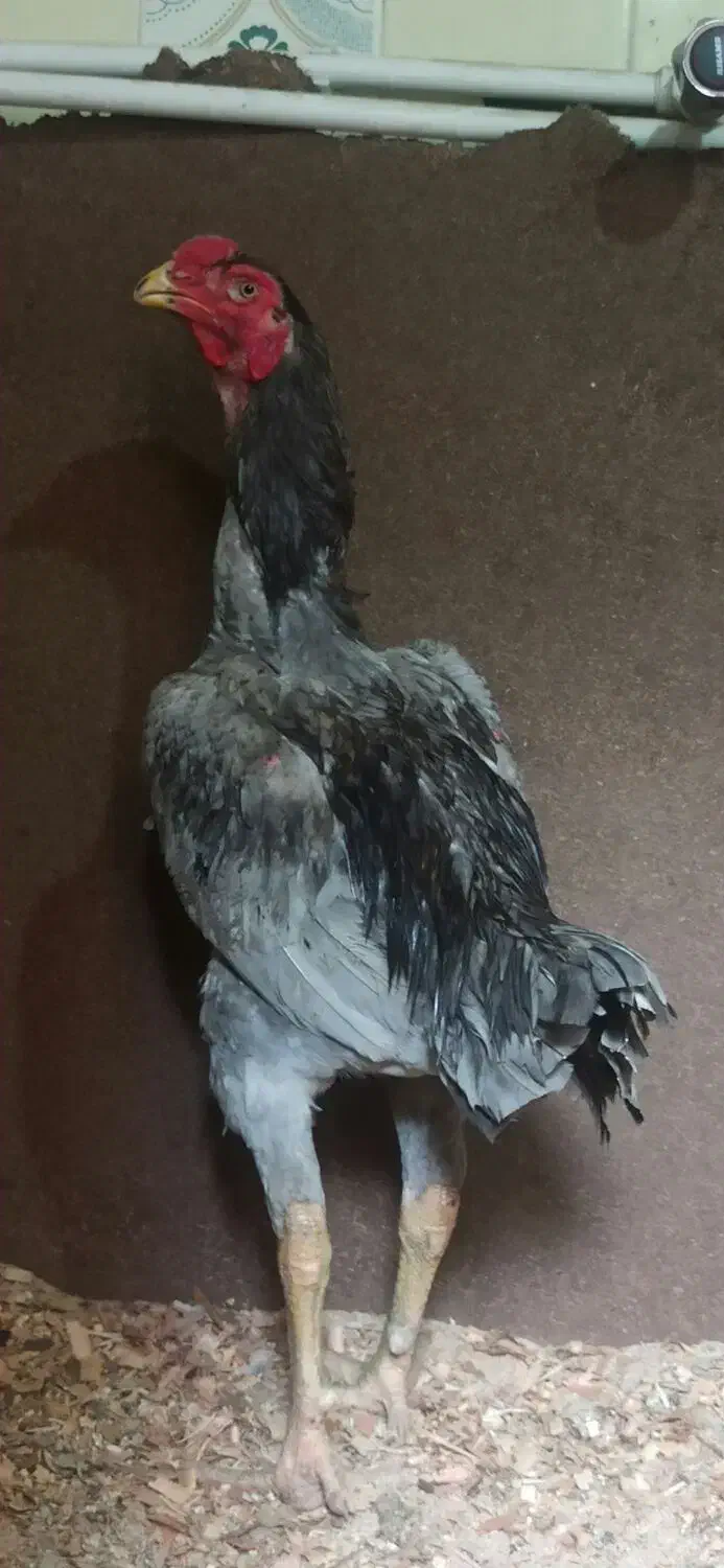 جوجه لاری|حیوانات مزرعه|رامیان, |دیوار