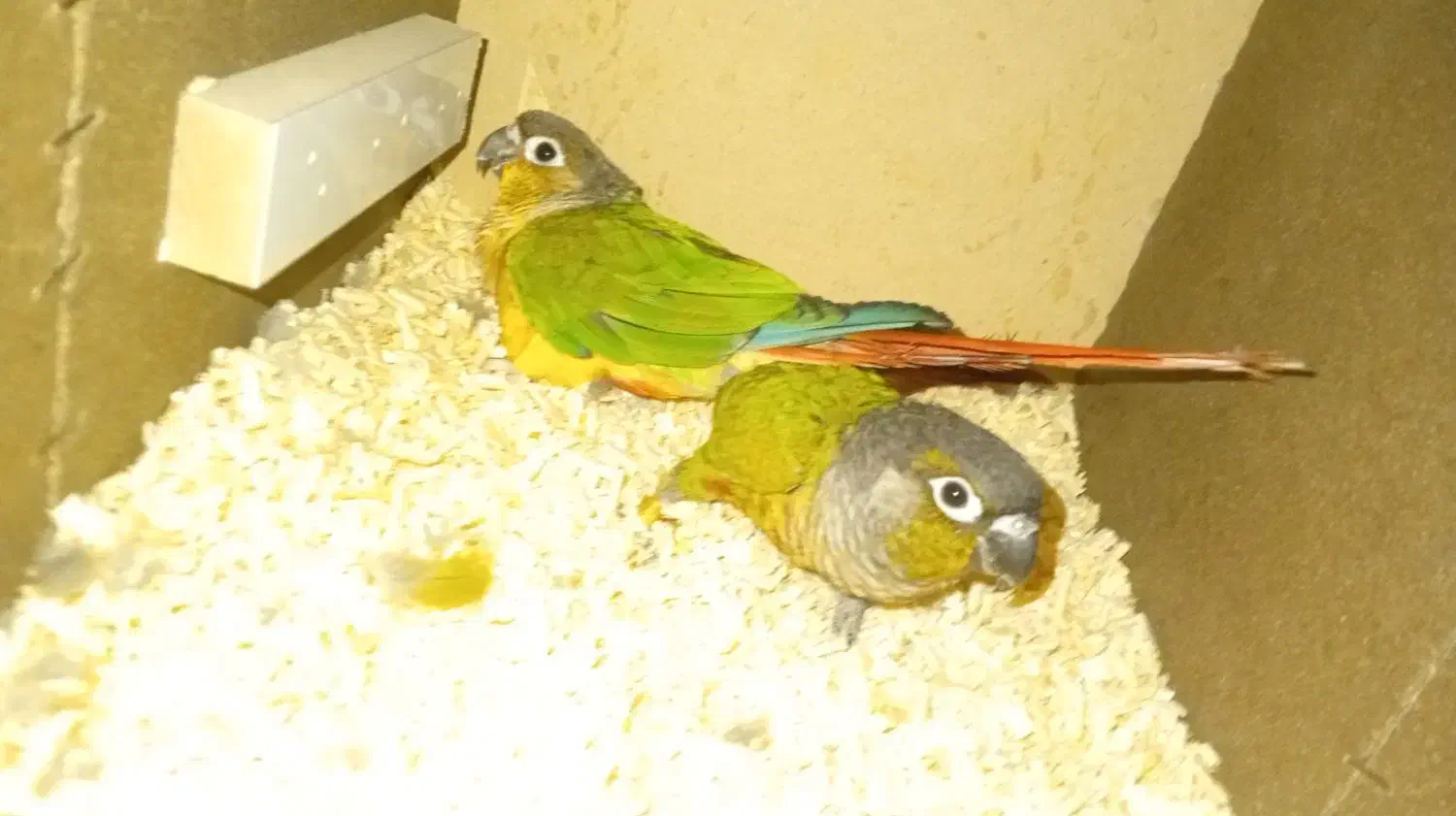 جفت گرینچیک|پرنده|اردکان, |دیوار