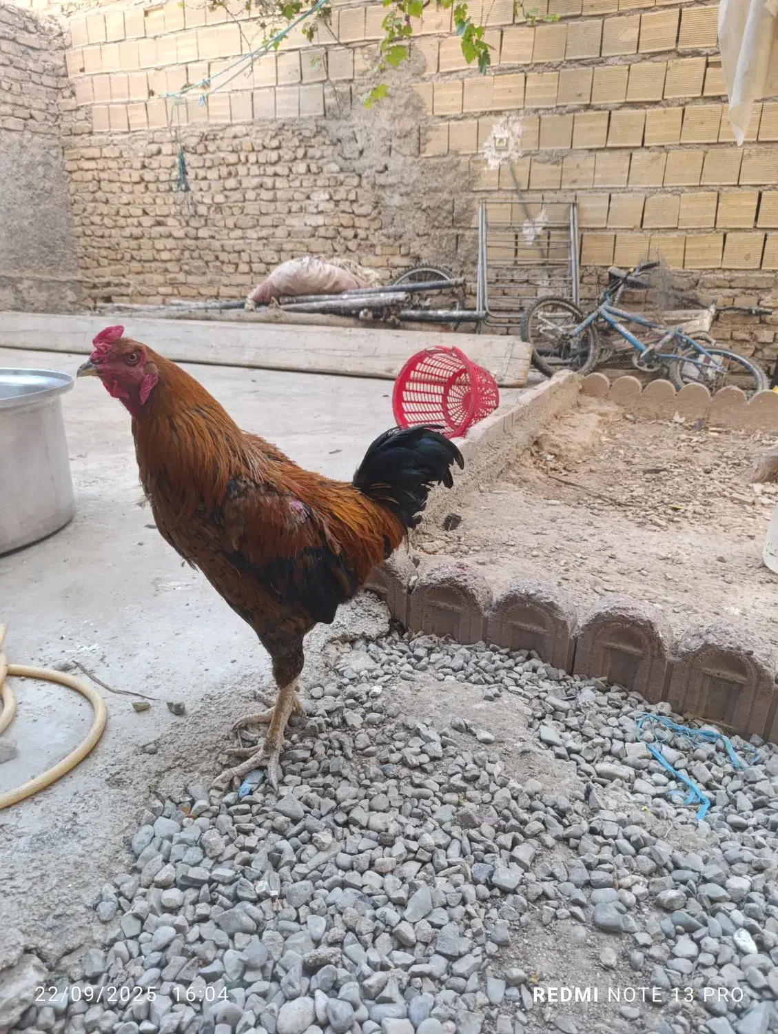 خروس لاری قیمت توافقی|حیوانات مزرعه|تهران, بهارستان|دیوار