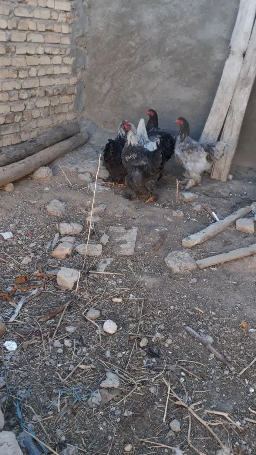 برهما|حیوانات مزرعه|دوتپه, |دیوار