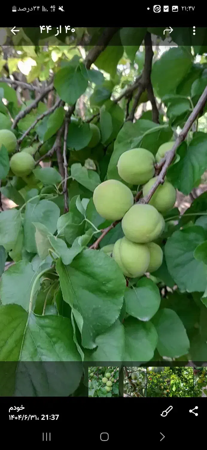 باغچه روستای دیزیجان ۶۷۰متر|فروش خانه و ویلا|قم, حکمت شمالی|دیوار