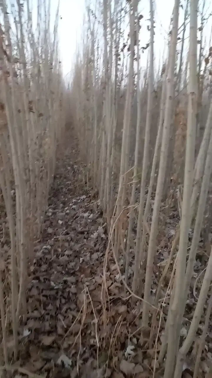 فروش کبودوصنوبر به جای دلال بیاازمن ارزون بخر|گل و گیاه طبیعی|میاندوآب, |دیوار