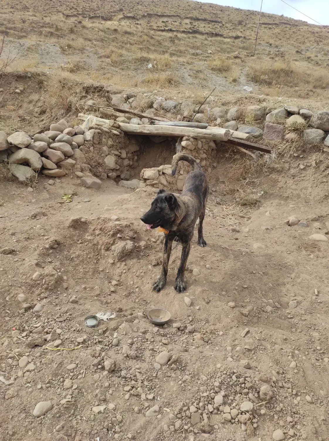 حیوانات|سگ|بستان آباد, |دیوار