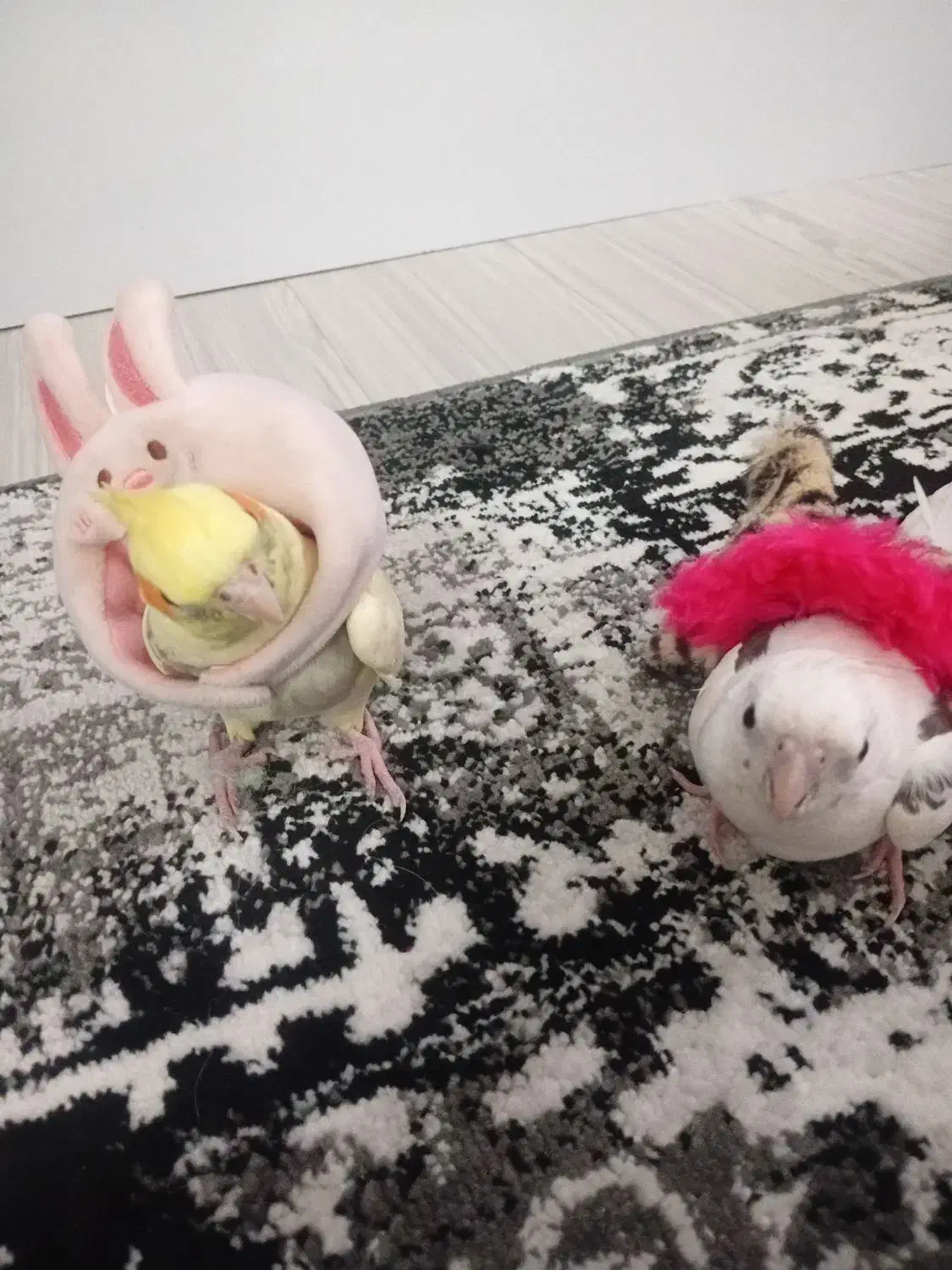 دوتا عروس هلندی|پرنده|شیروان (خراسان), |دیوار