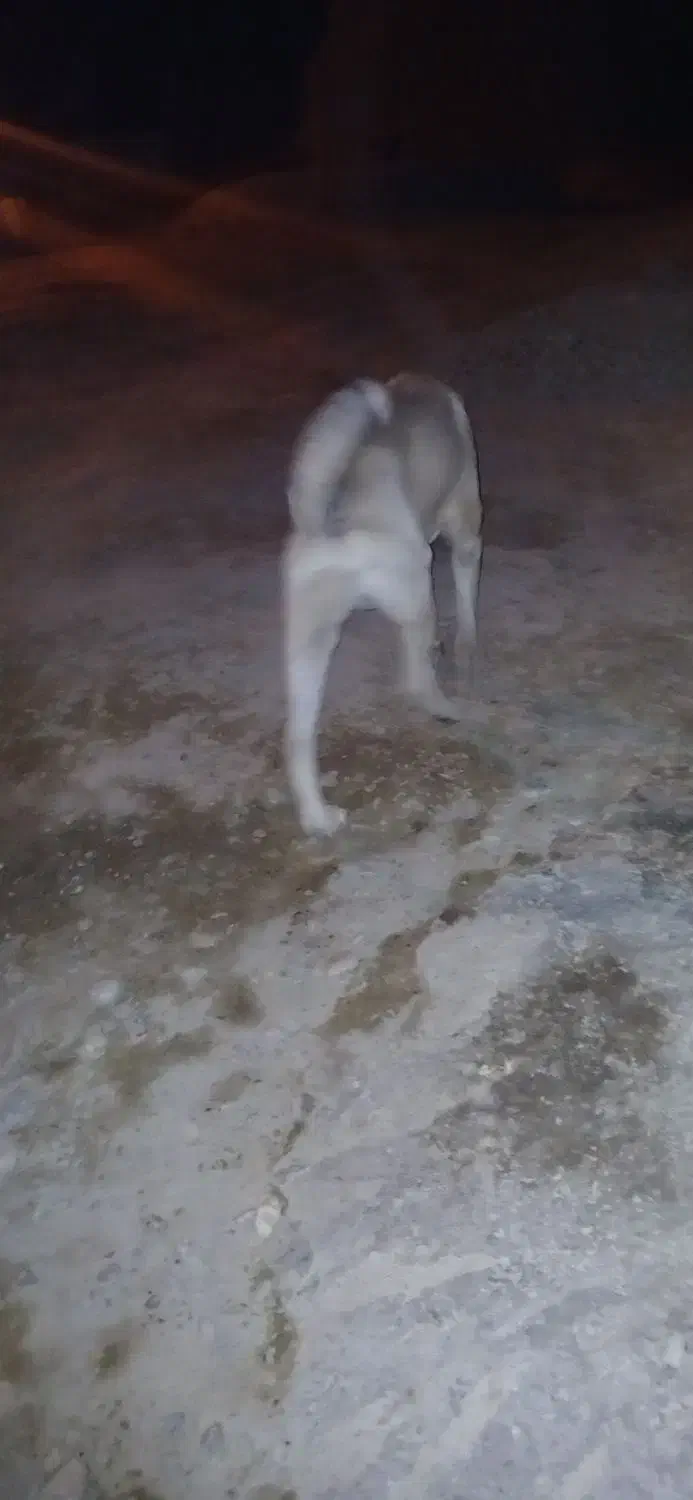 سراب اسل|سگ|بیجار, |دیوار