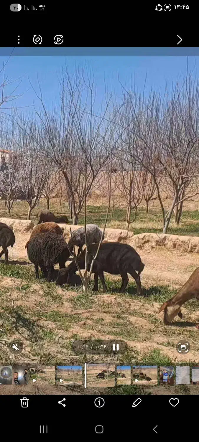 میش افشاری وبره افشاری|حیوانات مزرعه|مهریز, |دیوار