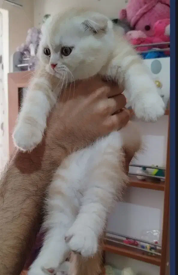 توله گربه اسکاتیش و بریتیش|گربه|تهران, صد دستگاه|دیوار