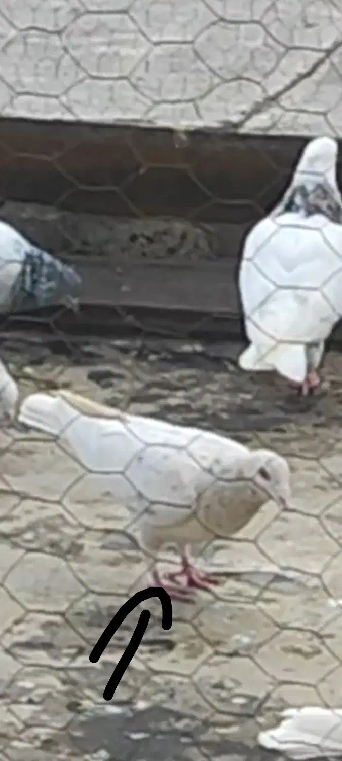 کفتر گم شده|حیوانات|کرمانشاه, |دیوار