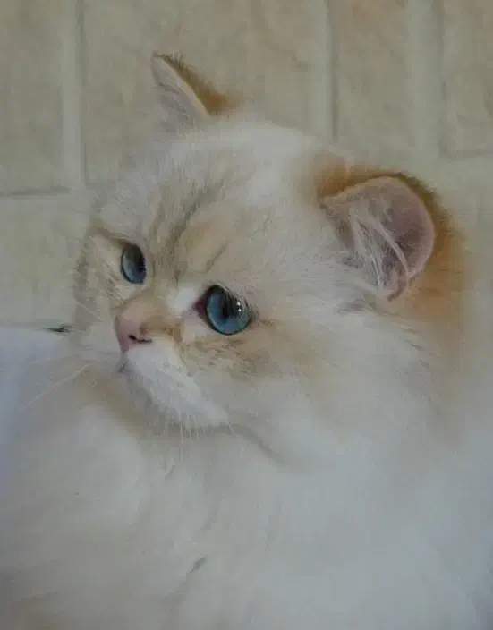 گربه بیریتیش لانگ هیر|گربه|قم, شاه ابراهیم|دیوار