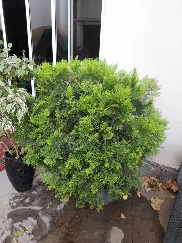 یاس هلندی چند ساله ارسال رایگان|گل و گیاه طبیعی|لواسان, |دیوار