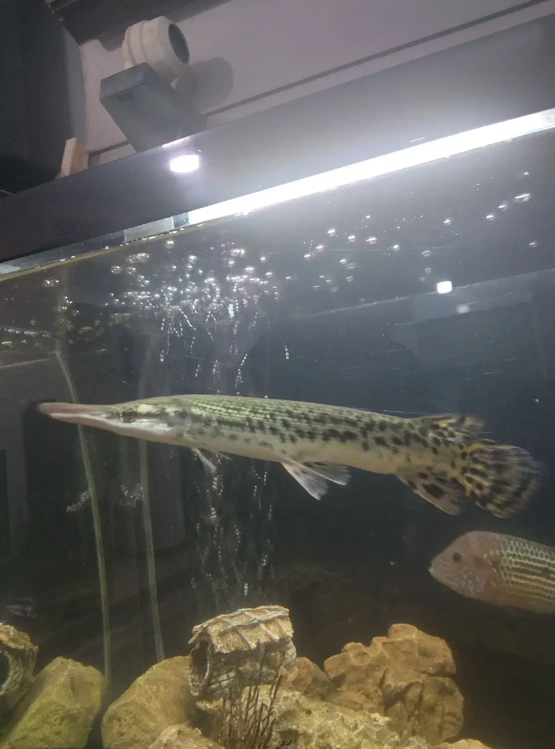 ماهی الیگیتور یاسرسوسماری|ماهی|شاهینشهر, مسکن مهر|دیوار