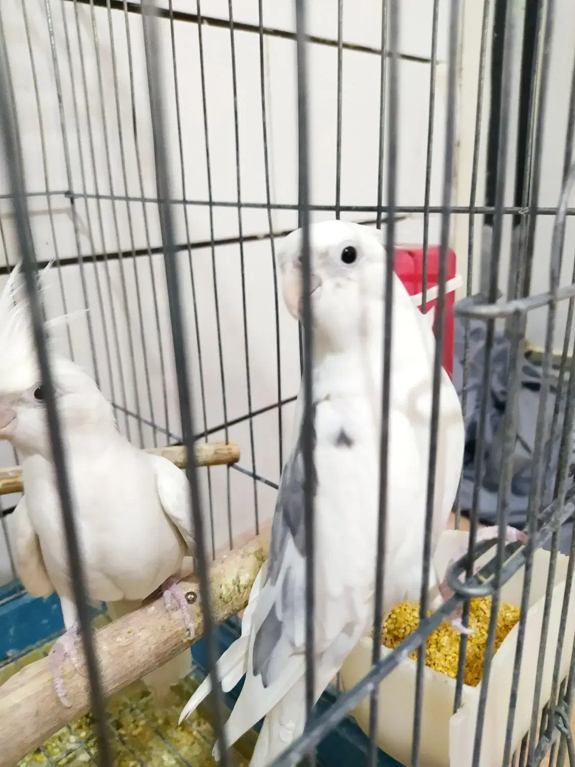 عروس هلندی|پرنده|قم, کیوانفر|دیوار