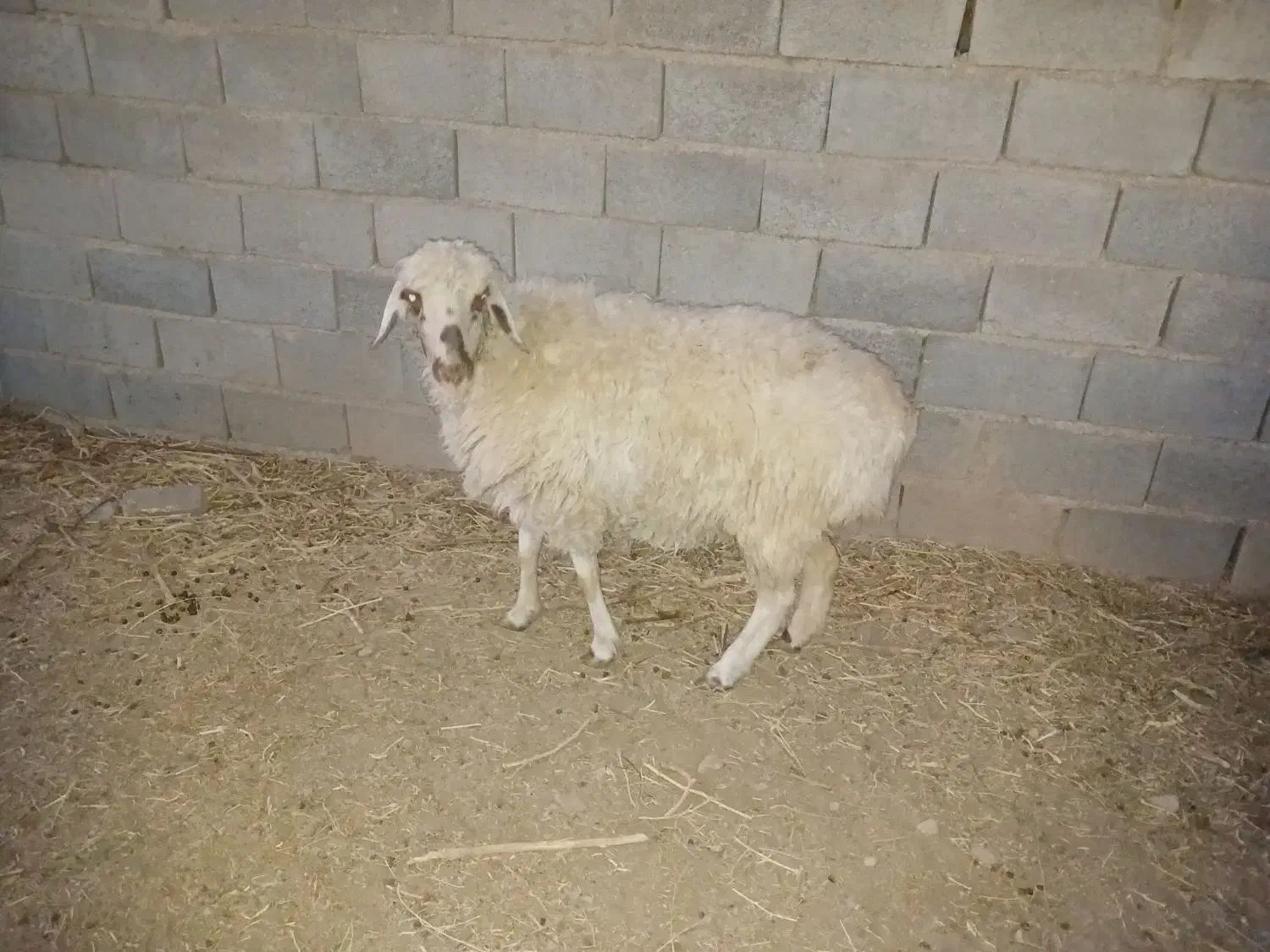 باسلام.گوسفندچاق،نروماده|حیوانات مزرعه|قائن, |دیوار