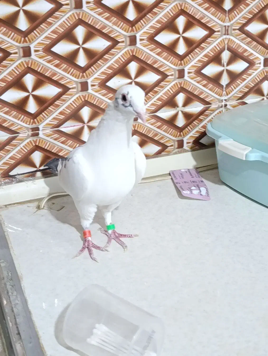 نر پرستو|پرنده|کرباسک, |دیوار