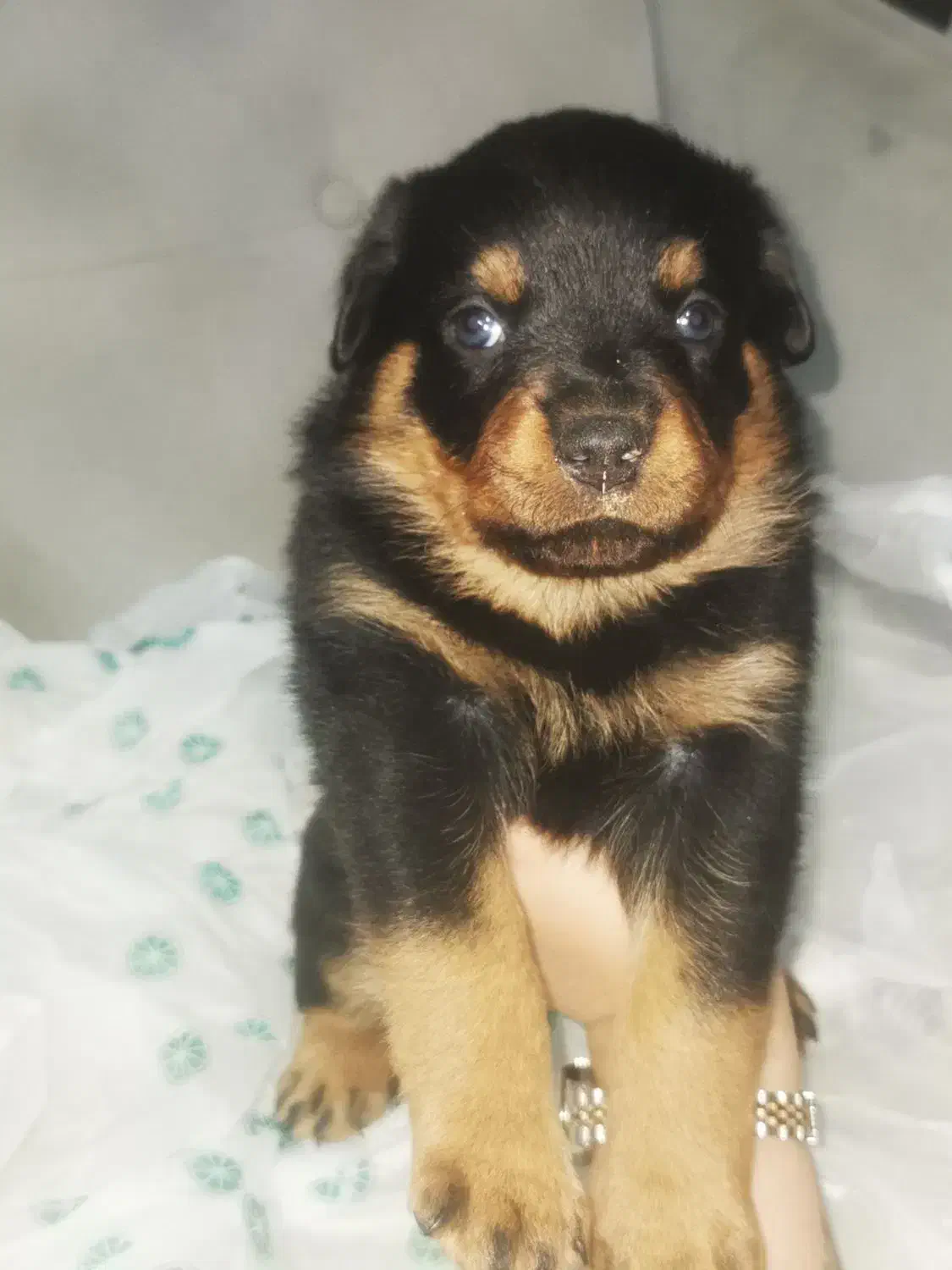 توله سگ روتوایلر Rottweiler|سگ|تهران, آذری|دیوار