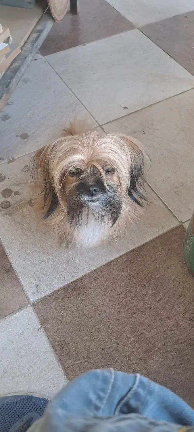 لی لی خانم ساکت دوست داشتنی|سگ|فردیس, سپید دشت|دیوار