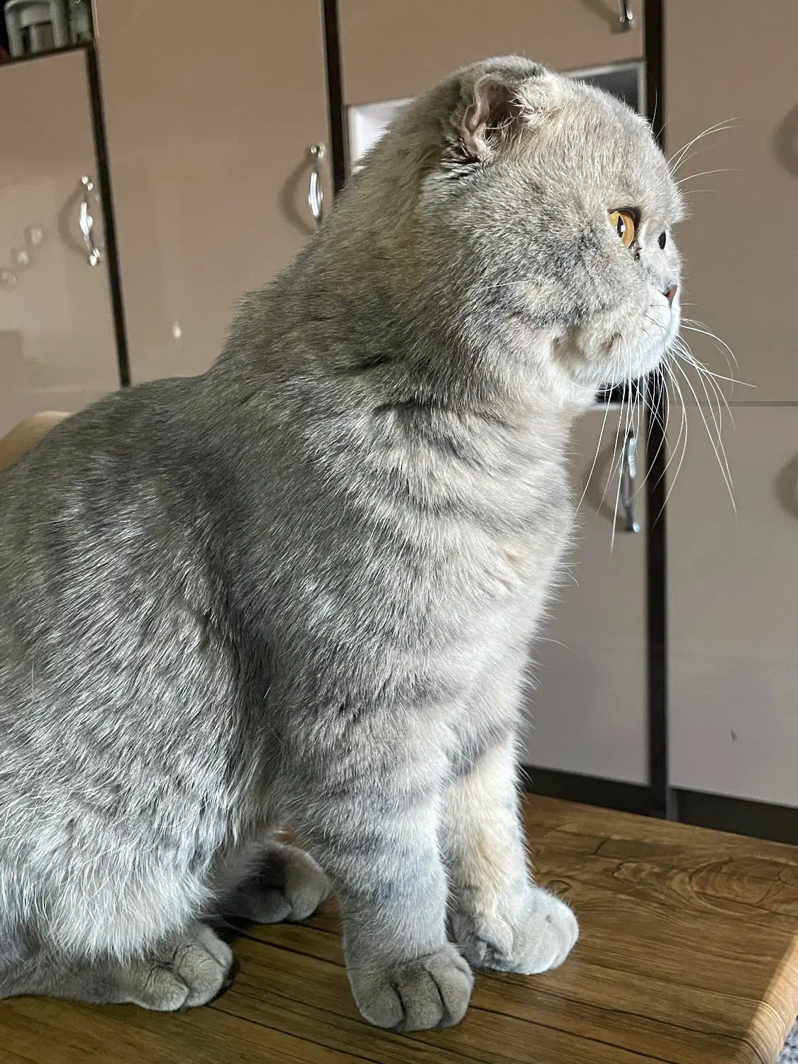 گربه اسکاتیش فولد خالص|گربه|بوکان, |دیوار